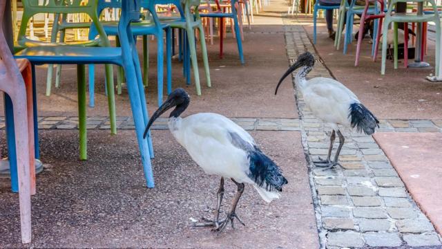 Dois íbis-brancos-australianos em calçada