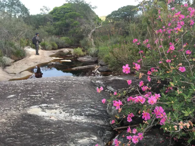 A reserva natural da rolinha-do-planaltoaposte e ganhe onlineBotumirim (MG)