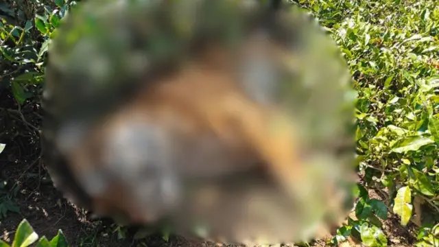 உதகையில் காயமடைந்து 2 நாளாக ஒரே இடத்தில் இருந்த புலிக்கு சிகிச்சை அளிக்காது ஏன்?