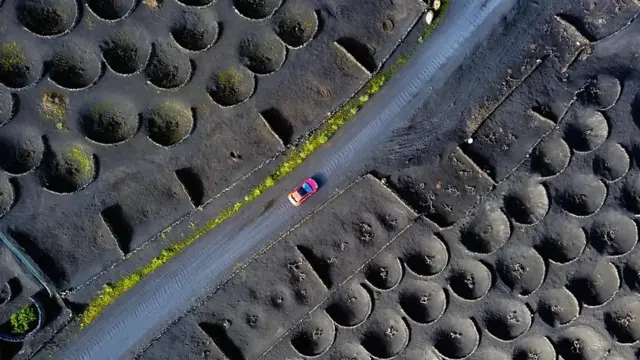 З висоти пташиного польоту видно виноградну лозу в кратерах