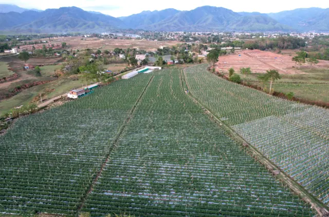 गोलभेँडा खेती