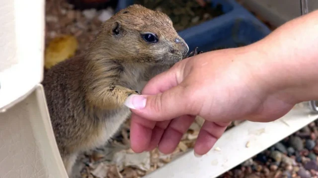 எம்பாக்ஸ் வைரஸ்