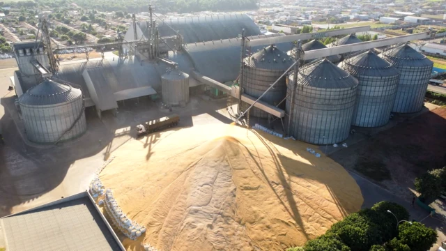 Montanhasite de estatisticas de futebol para apostasmilho no pátio da Cooperativa Agropecuária Terra Viva Cooavilsite de estatisticas de futebol para apostasSorriso, no Mato Grosso