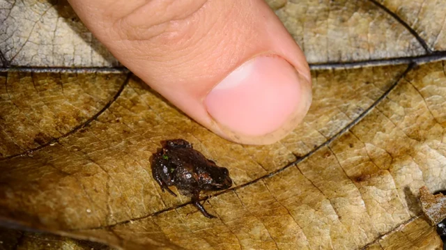 Microssapojackpot bet365cimajackpot bet365folha e pertojackpot bet365dedo humano