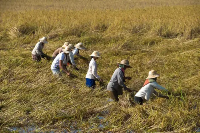 Ilustrasi petani memanen padi.