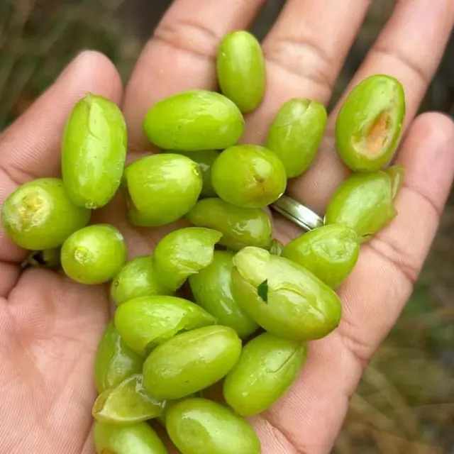 नाशिक, पाऊस नुकसान