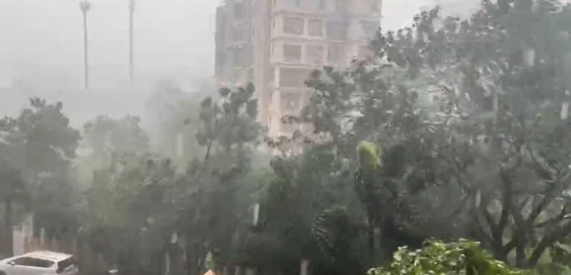 चार-पाच दिवसांत एवढी झाडं का पडली? पाऊस हे एकमेव कारण आहे का?