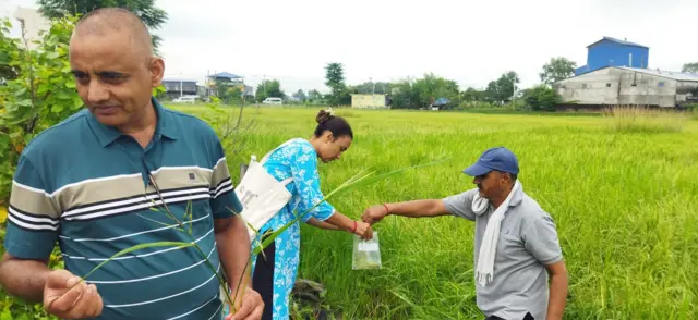 जङ्गली धान बाँके