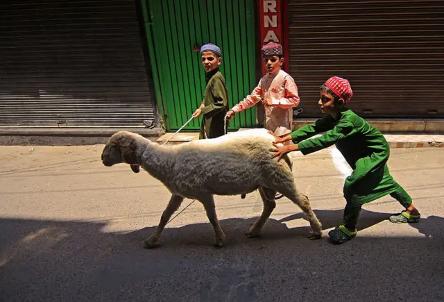 SRINAGAR, JAMMU AND KASHMIR - JUNE 07 : A boy pushes a sacrificial sheep on the first day of Eid al-Adha celebrations in Indian-administered Srinagar, Jammu and Kashmir on June 07, 2025. (Photo by Faisal Khan/Anadolu via Getty Images)
