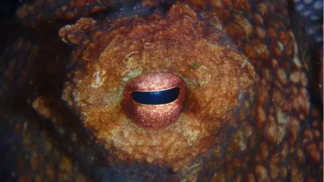 মানুষের মতো অক্টোপাসের কোন ব্লাইন্ড স্পট নেই