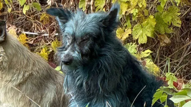 Собака з синьою шерстю на тлі осінніх кущів 