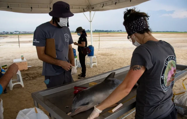 માછલીનો બચાવ