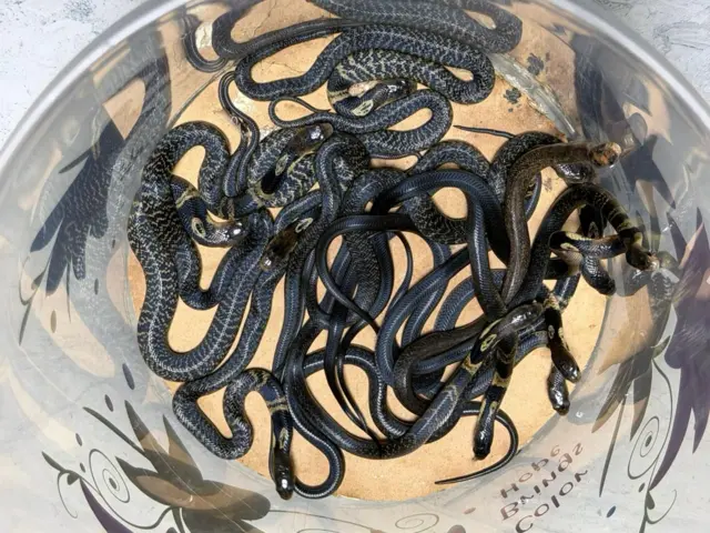 ජලය සහිත බඳුනක සිටින වර්ග කිහිපයක සර්පයන්. එක් වර්ගයක කහ පැහැයට හුරු වයිරම් දැකිය හැකි අතර අනෙක් වර්ගයේ සුදු පාට වයිරම් දැකිය හැකි ය.