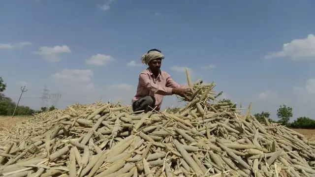 ਬਾਜਰਾ