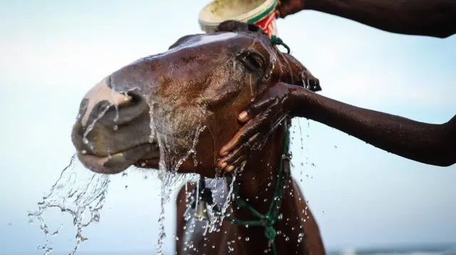 ቀዳም፡ ኣብ ሰኔጋል ከተማ ዳካር ኣብ ዝርከብ ገማግም ባሕሪ ዮፍ፡ ሓደ ፈረስ ሰብነቱ ንኽዝሕል ይሕጸብ