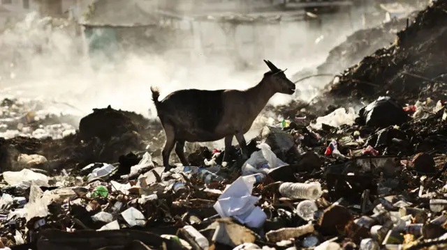 બીબીસી ગુજરાતી ભૂકંપ ધરતીકંપ પ્રાણી સંવેદના હાથી બિલાડી ગાય અર્થક્વેક ચેતવણી