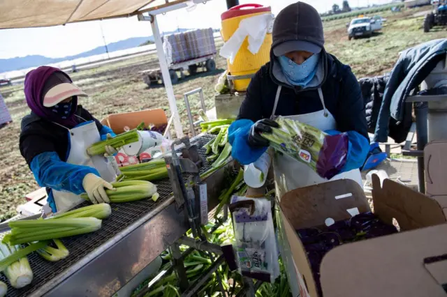 Los trabajadores agrícolas de Bud Farms cosechan apio para consumo estadounidense y de exportación el 26 de marzo de 2020 en Oxnard, California.
