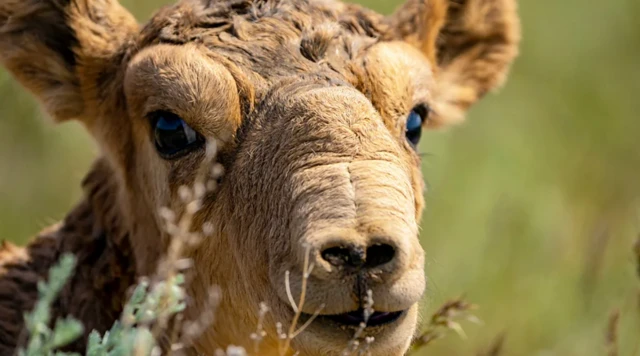
사이가 영양은 2024년 생태 보존 노력의 결과물 중 하나다 