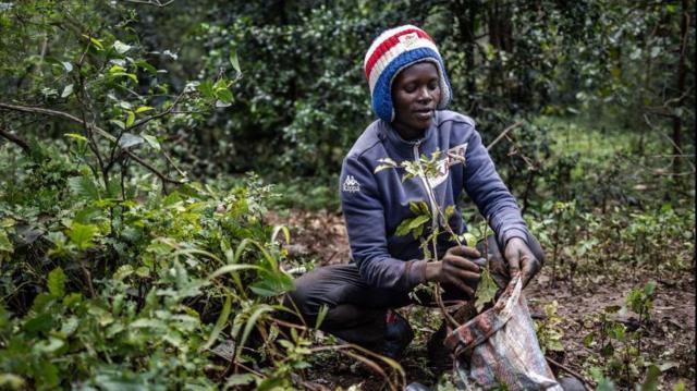 Una mujer recoge una planta para sembrarla