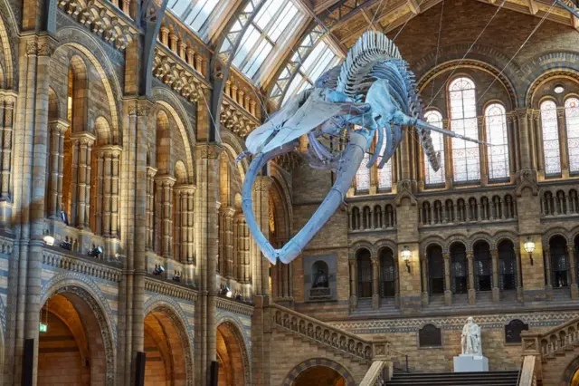 TRUSTEES OF THE NHM, LONDON