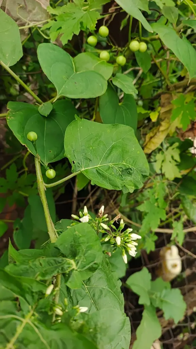 कोट काया जब्बा याला मराठीत चिचुरडा भाजी म्हणतात. 