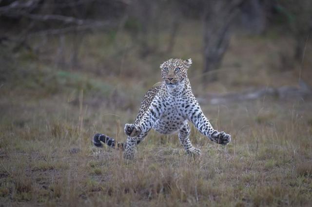 leopardo fêmeaflame site de apostaspose que parece assustada, com as patas esticadas