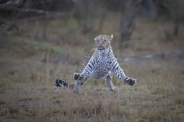 leopardo fêmea6x betpose que parece assustada, com as patas esticadas