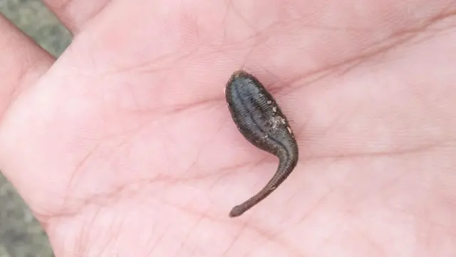 அட்டைகள் நம் ரத்தத்தை குடிக்கும்போது வலியே தெரியாதது ஏன்?