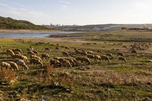 2023 yılına ait fotoğrafta Sazlıdere barajının uzaktan görünüşü. Görüntüde koyunlar da var. 