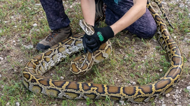 மலைப்பாம்புகளை வேட்டையாடினால் பரிசு