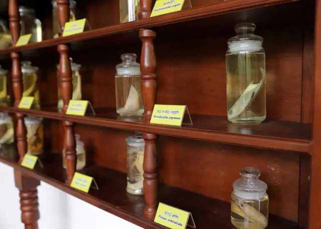 කඩොලාන සම්බන්ධව සවිස්තර වාර්තා මෙන්ම ඒ ආශ්රිතව ජීවත්වන, බෝ වෙන ජීවීන් මෙන්ම එම බොහෝ ජීවීන් අජීවී ලෙස සංරක්ෂණ කර කෞතුකාගාරයේ ප්රදර්ශනයට තබා ඇති අයුරු දැකගත හැකිය.