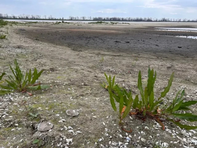 Частично покрытая водой или влажной землей местность, много ракушек на земле