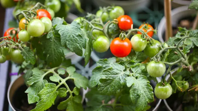 Eksperimen bunyi tumbuhan dan respons hewan.