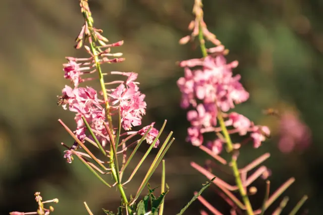 Түрдүү өсүмдүктөр, гүлдөр дагы коруктун көркүн ачып турат