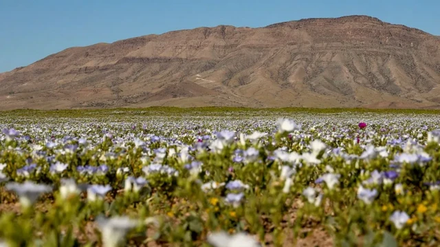 Beli cvetovi u pustinji