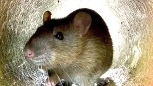 लेप्टोस्पायरोसिस