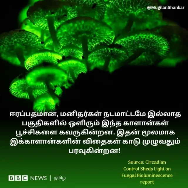 ஈரப்பதமான, மனிதர்கள் நடமாட்டமே இல்லாத பகுதிகளில் ஒளிரும் இந்த காளான்கள் பூச்சிகளை கவருகின்றன. இதன் மூலமாக இக்காளான்களின் விதைகள் காடு முழுவதும் பரவுகின்றன!