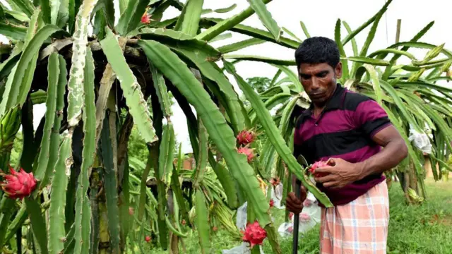 অনেক চাষী ড্রাগন ফল চাষে টনিক ব্যবহার করছেন।