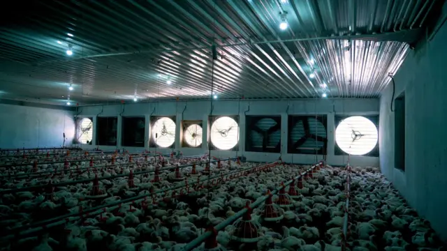 ఈసీ కోళ్ల ఫారాలు 