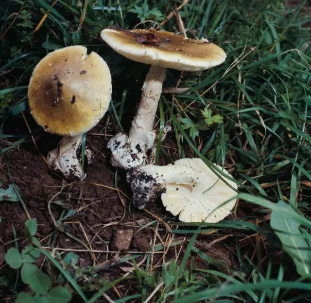 Три бледных поганки в лесу.