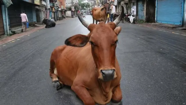 બીબીસી ગુજરાતી, ગુજરાત, બીબીસી, અમદાવાદ, રખડતાં ઢોર, ગુજરાત હાઇકોર્ટ, ઢોર, પશુ-પ્રાણી