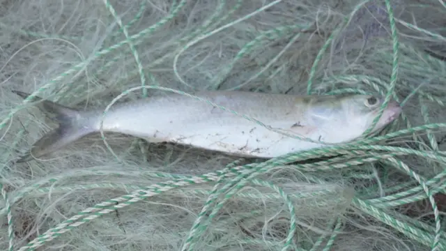 নিষেধাজ্ঞা অমান্য করে ইলিশ ধরছে জেলেরা