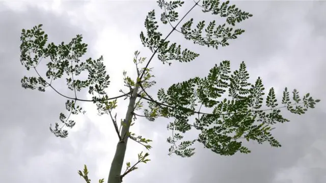 Moringa plants are packed with vitamins, amino acids, anti-oxidants and protein.