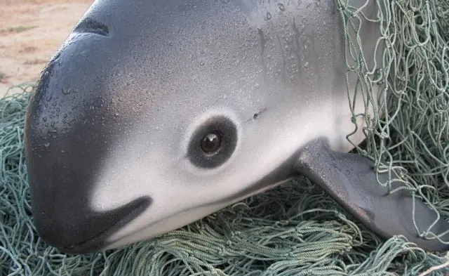 Vaquita que quedó atrapada entre redesde enmalle