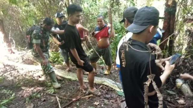 Moradores da região perto de píton morta