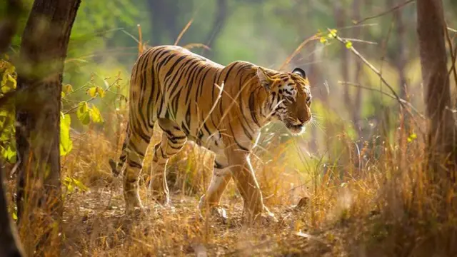 உத்தர பிரதேசத்தில் 2 வயது பெண் புலியை அடித்தே கொன்ற கிராம மக்கள் - என்ன நடந்தது?