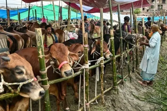 প্রতি বছর কোরবানিরঈদ উপলক্ষে সারাদেশে বসে অসংখ্য পশুর হাট