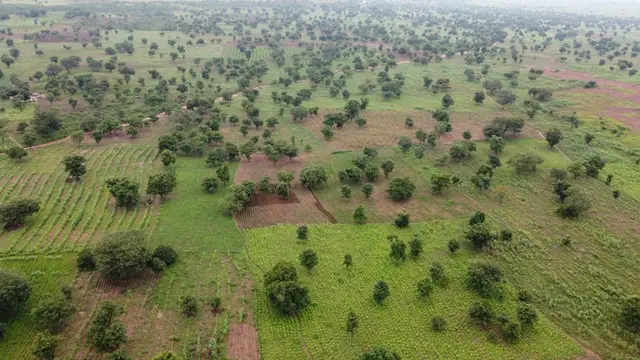 Vue aérienne des champs verts dans l’Etat du Niger - les arbres de karité parsèment le paysage, parmi les terres agricoles cultivées