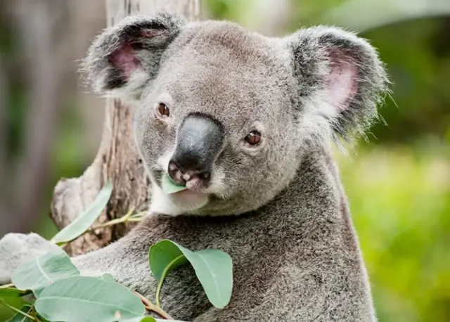 ኮኣላ ዝምገብዎ ቆጽሊ ቀላሚጦስ ንምሕቃቕ ብዙሕ ግዜን ጉልበትን ይወስድ 