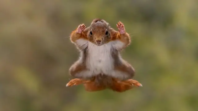 Wiewiórka, która "leci"